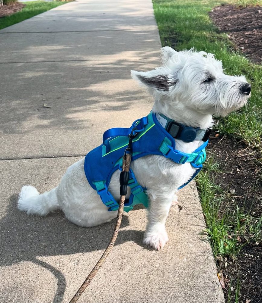 🐶❤️🐶 Signs of poisoning in dogs 🐶❤️🐶 