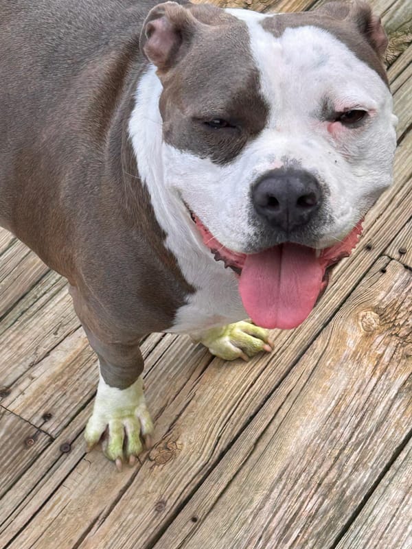 🐶❤️🐶 Why do dogs stick their noses in the air to sniff? 🐶❤️🐶