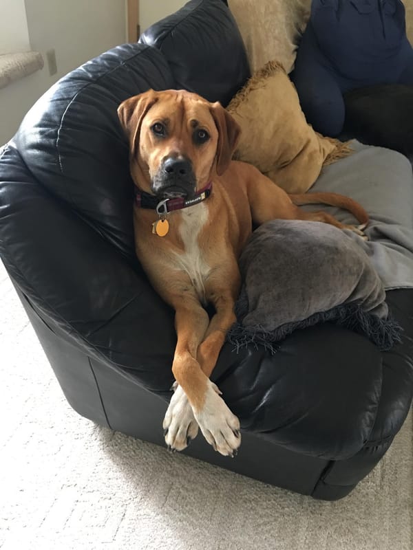 🐶❤️🐶 Why do dogs chase their tails? 🐶❤️🐶