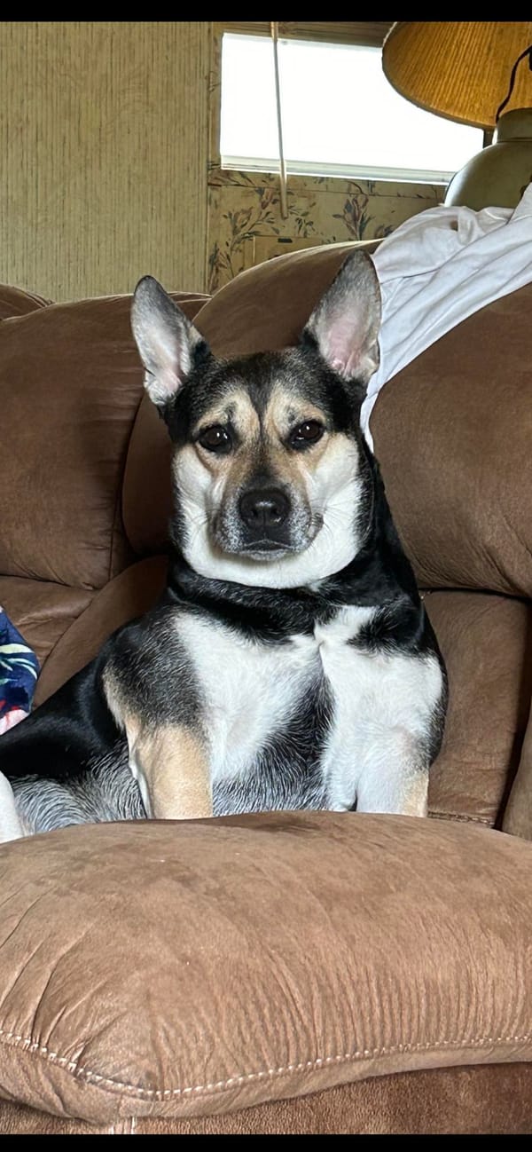 🐶❤️🐶 How to tell who your dog's favorite human(s) are 🐶❤️🐶