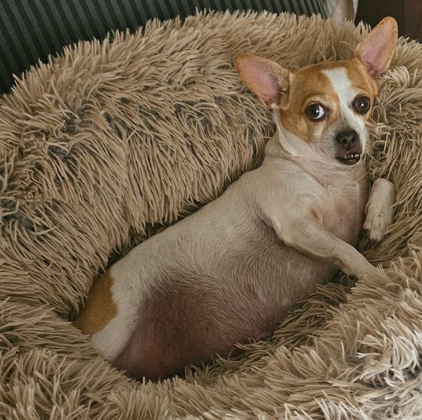 🐶❤️🐶 How to alleviate doggie separation anxiety 🐶❤️🐶