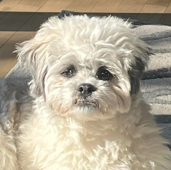 🐶❤️🐶 Why do some dogs love snow and hate rain? 🐶❤️🐶