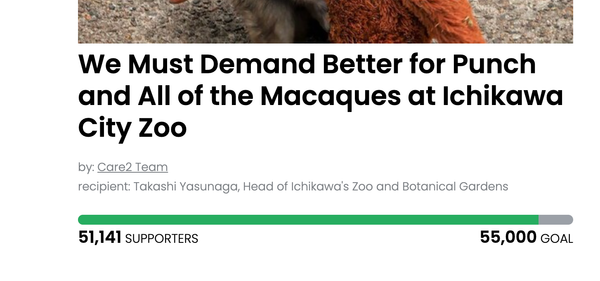 Animal Actions - Demand Better For Punch and The Macaques at Ichikawa City Zoo