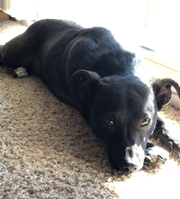 🐶❤️🐶 Why Does Your Dog Smell Their Toes After They Scratch? 🐶❤️🐶