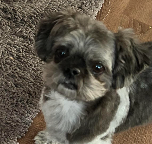 🐶❤️🐶 How to include your pup in your will 🐶❤️🐶