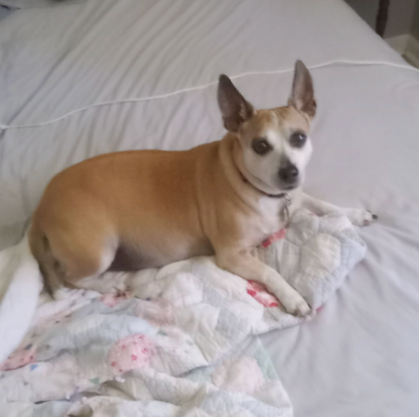 🐶❤️🐶 Here is how to handle tick season 🐶❤️🐶