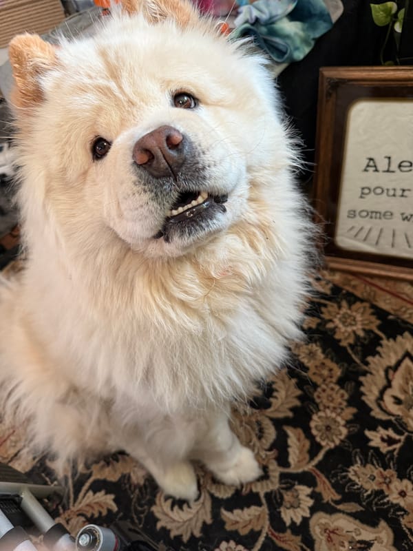 🐶❤️🐶 Why do dogs have wet noses? 🐶❤️🐶