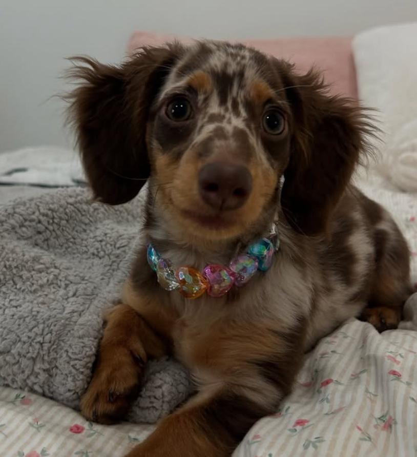 🐶❤️🐶 What are the best indoor games for dogs?🐶❤️🐶 