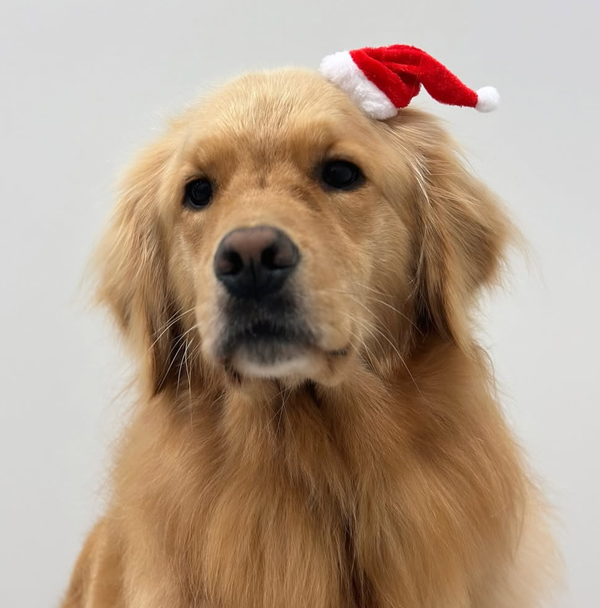 🐶❤️🐶 This dog has been a very good girl! 🐶❤️🐶  