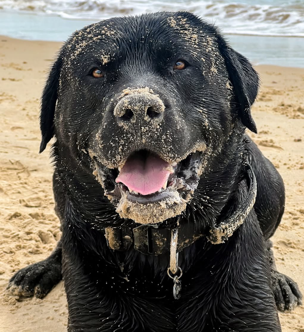 🐶❤️🐶 Dog beach day safety tips 🐶❤️🐶