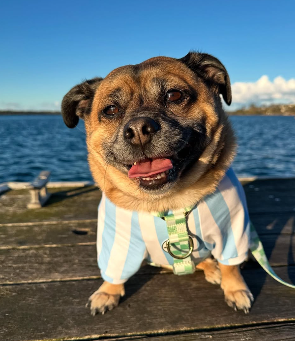 🐶❤️🐶 Why do dogs whine at their toys? 🐶❤️🐶 