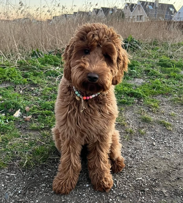 🐶❤️🐶 Why Do We Give Our Dogs So Many Nicknames? 🐶❤️🐶 