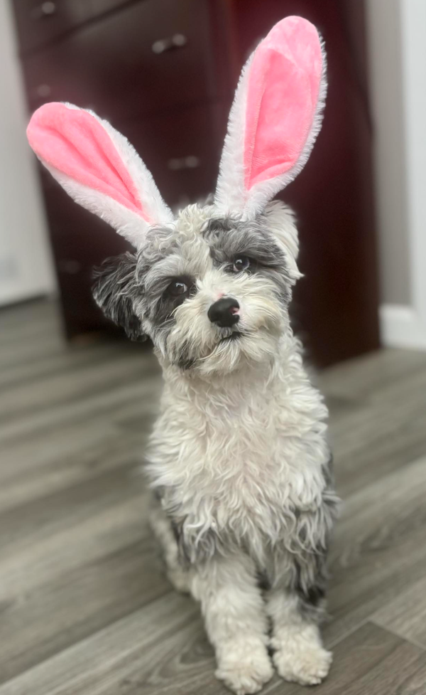 🐶❤️🐶 Why do dogs sit with their backs towards us?🐶❤️🐶  