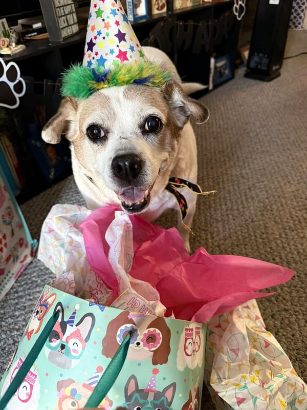 🐶❤️🐶 Why do dogs mimic their sibling's injuries or illness? 🐶❤️🐶  