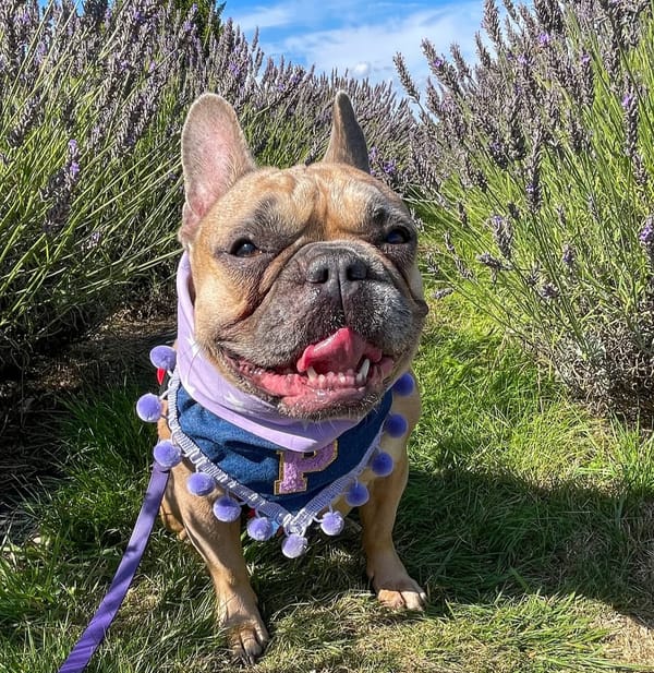 🐶❤️🐶 What veggies are safe for dogs? 🐶❤️🐶