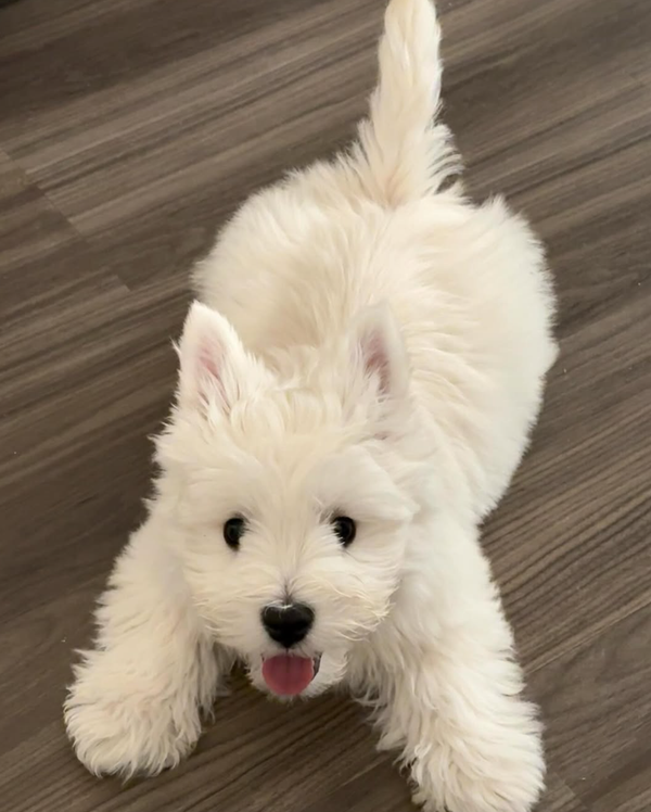 🐶❤️🐶 How do I teach my dog to stay? 🐶❤️🐶