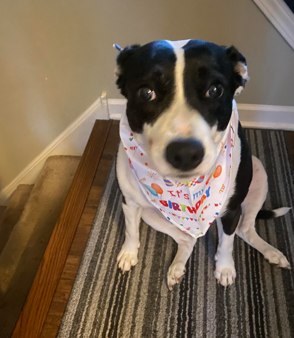 🐶❤️🐶 Why do big dogs like to sit on people's laps? 🐶❤️🐶  
