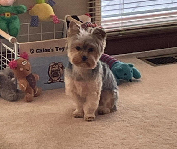 🐶❤️🐶 Why do dogs ask humans for permission while wolves do not? 🐶❤️🐶 