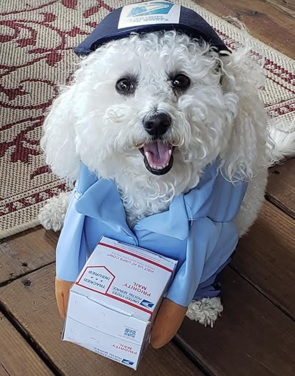 🐶❤️🐶 What illnesses are common for dogs in fall? 🐶❤️🐶