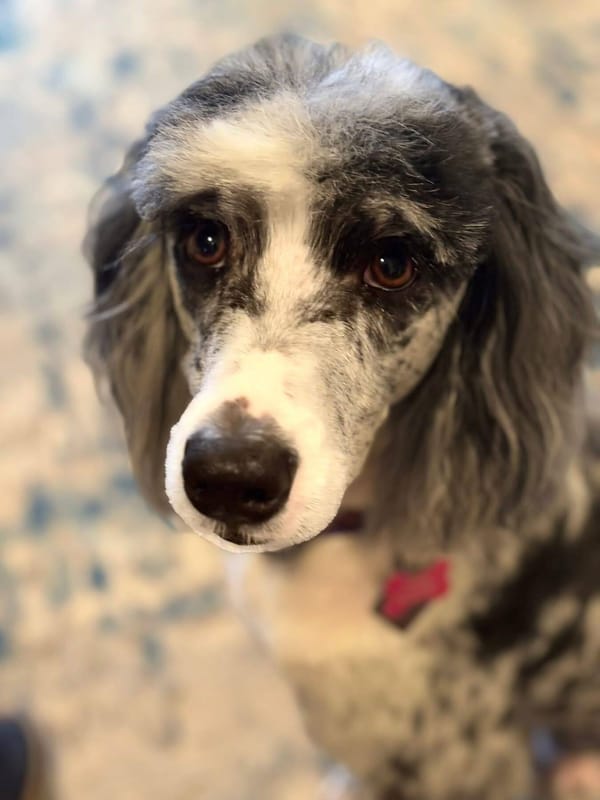 🐶❤️🐶 Why does my senior dog get restless at night?  🐶❤️🐶