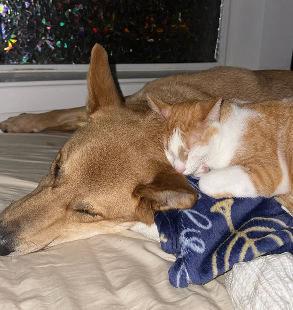 🐶❤️🐶 Myth Busting: Do Dogs Really Hate Cats? 🐶❤️🐶