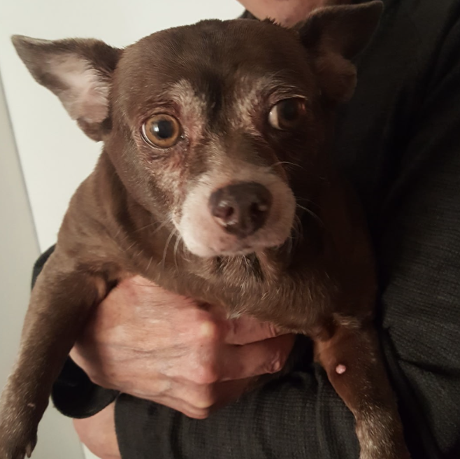 🐶❤️🐶 Why do dogs drool so much in the car? 🐶❤️🐶 