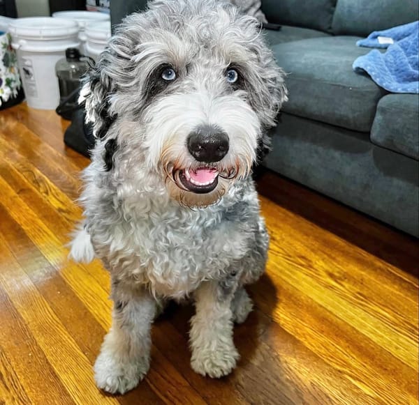 🐶❤️🐶 What are hot spots and how can we prevent them? 🐶❤️🐶