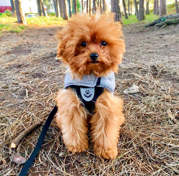 🐶❤️🐶 This pup is ready for the New Year! 🐶❤️🐶 