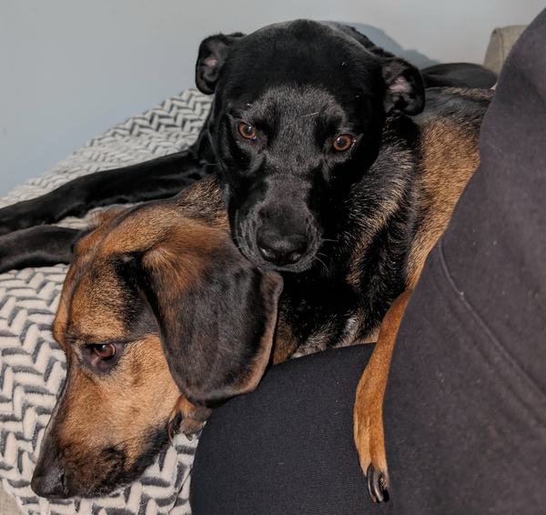 🐶❤️🐶 Is white chocolate toxic to dogs?🐶❤️🐶 