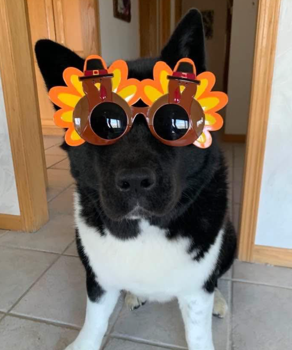 🐶❤️🐶 Happy Thanksgiving! Giving thanks for our pups  🐶❤️🐶 