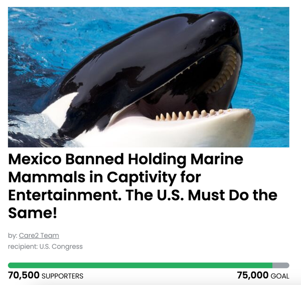 Animal Actions - Give Freedom o