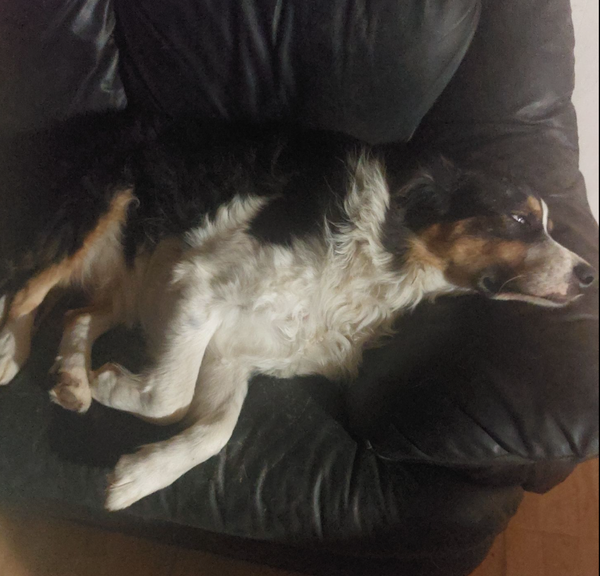 🐶❤️🐶 Why do dogs' tails wag when they're asleep?🐶❤️🐶 