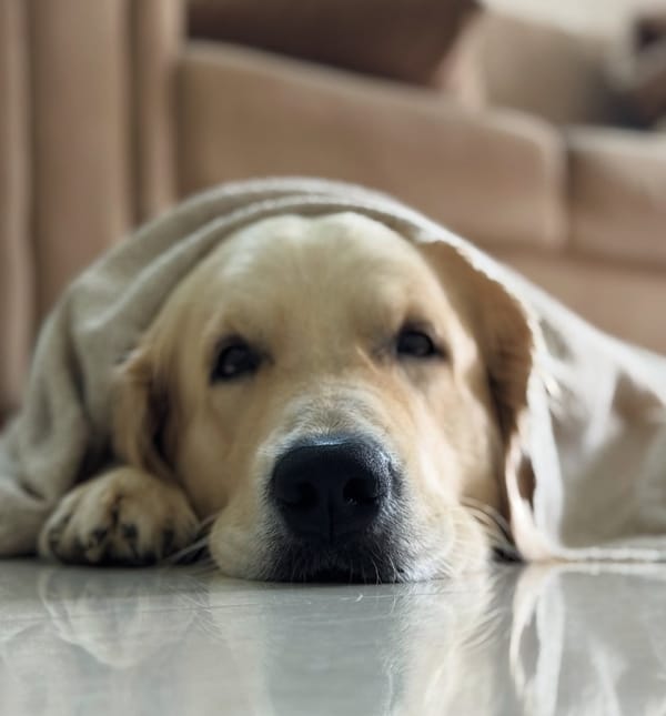 🐶❤️🐶 Why do dogs like to sleep cuddled up to their humans? 🐶❤️🐶