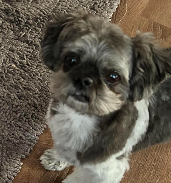 🐶❤️🐶 A guide to pup dental care  🐶❤️🐶