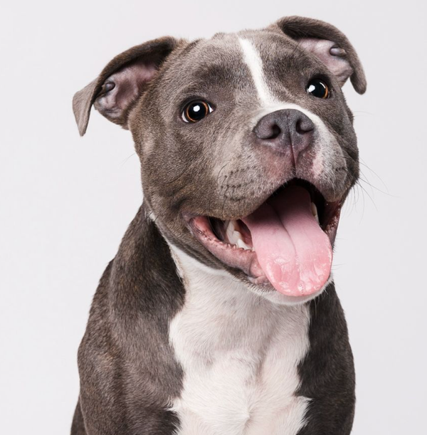 🐶❤️🐶 Who's a good boy? 🐶❤️🐶  