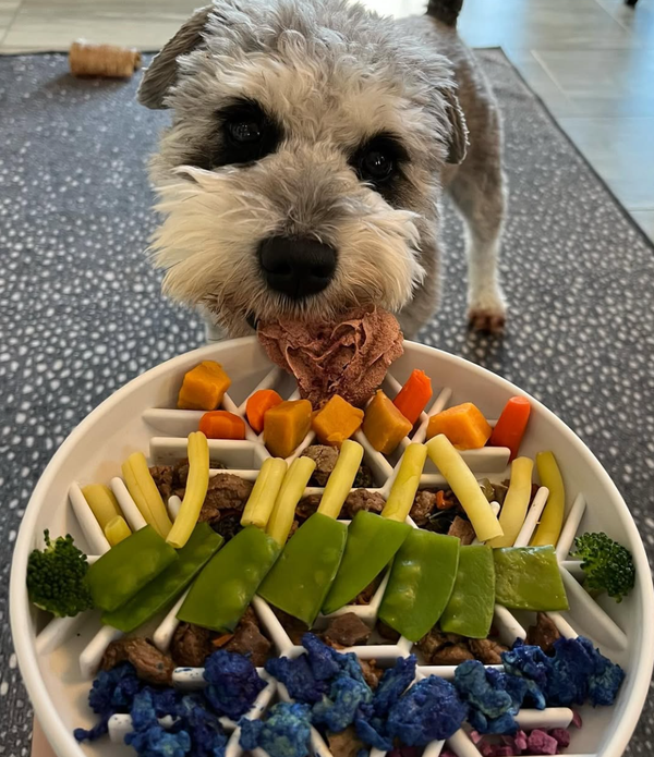 URGENT: Please Reply 🐶❤️🐶 Why do dogs nudge their food bowl? 🐶❤️🐶 