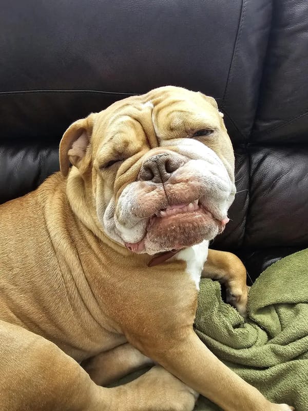 🐶❤️🐶 Meet Cheddar, he has the cheesiest grin! 🐶❤️🐶 