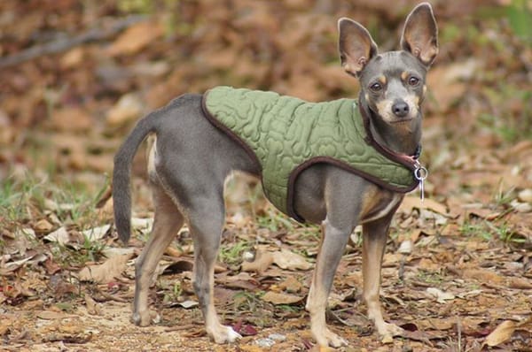 🐶❤️🐶 Which puppy age is considered the hardest? 🐶❤️🐶  