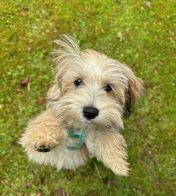 🐶❤️🐶 Why does my dog stare at me?🐶❤️🐶  