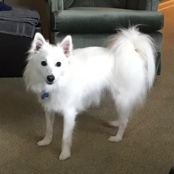 🐶❤️🐶 How to prep your pup for a boarding stay 🐶❤️🐶 