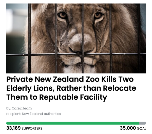 Animal Actions - This Zoo Killed Two Elderly Lions Rather Than Relocate Them