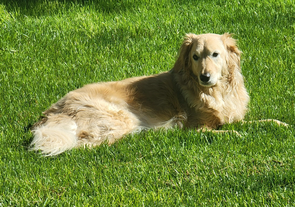 🐶❤️🐶 Why do dogs push their food around in their bowl? 🐶❤️🐶 