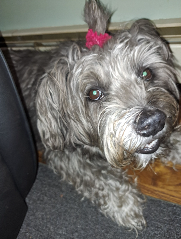 🐶❤️🐶 Why do dogs get zoomies after bitter cold walks? 🐶❤️🐶