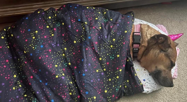 🐶❤️🐶 What do dogs do all day? 🐶❤️🐶