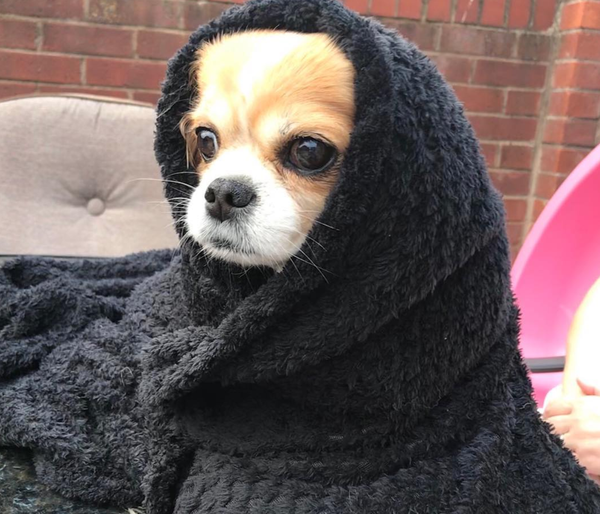 🐶❤️🐶 Why Do Dogs Dig in Blankets? 🐶❤️🐶