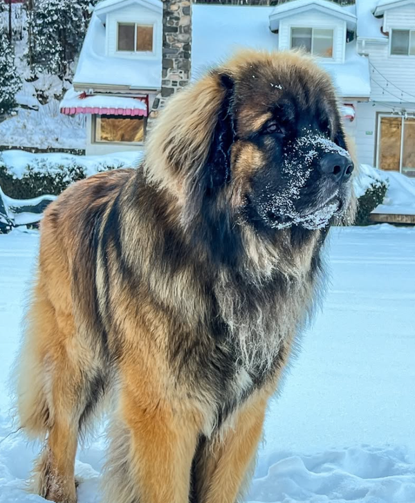 🐶❤️🐶 Why do dogs lean on us? 🐶❤️🐶 