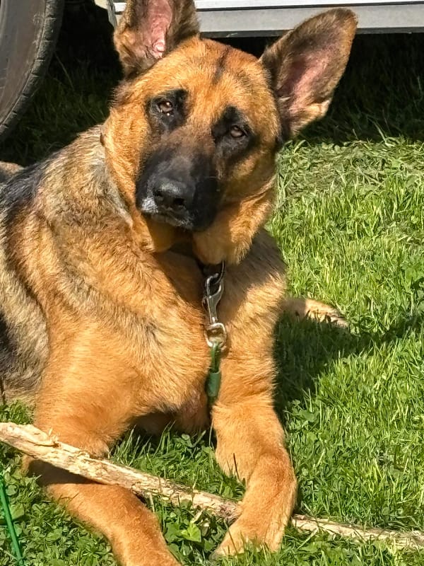 🐶❤️🐶 Why do dogs wag their tails when they're happy? 🐶❤️🐶