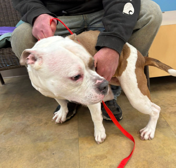 🐶❤️🐶 Why do dogs shake when they're wet? 🐶❤️🐶