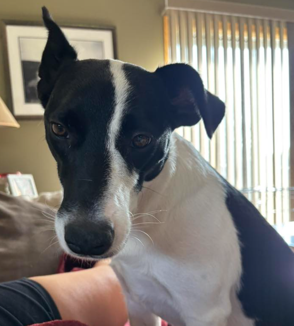🐶❤️🐶 How often you should wash your sheets if your pup sleeps in bed with you 🐶❤️🐶 