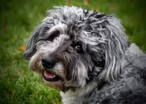 🐶❤️🐶 What Is the Hardest Dog Breed to Get Adopted? 🐶❤️🐶